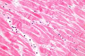 Histopathology